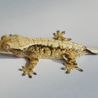 화이트스팟 화이트포트홀 트라이 익스트림할리퀸