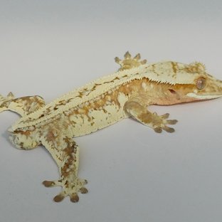 노멀 드리피 크림시클 크림