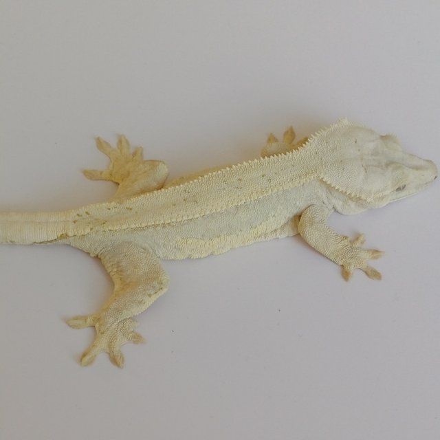 노멀 크림시클 크림