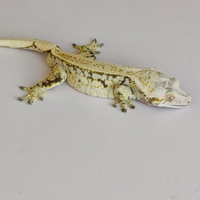 노멀 드리피 화이트스팟