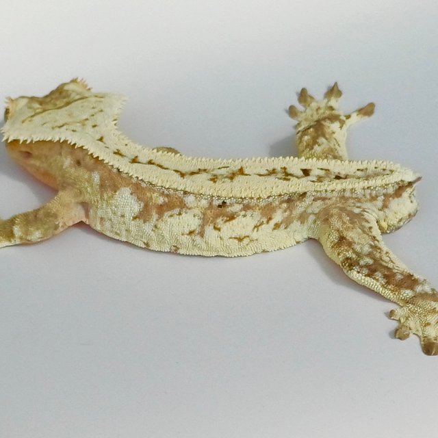 노멀 드리피 크림시클 크림