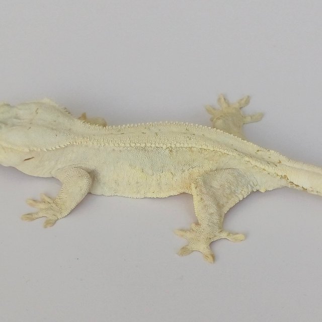 노멀 크림시클 크림