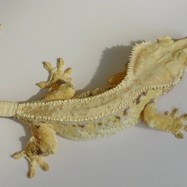 노멀 드리피 화이트스팟