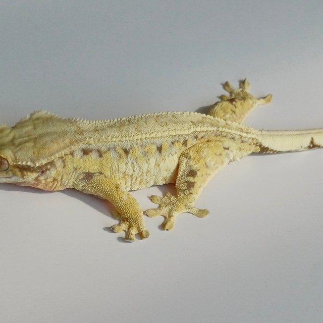 노멀 드리피 화이트스팟