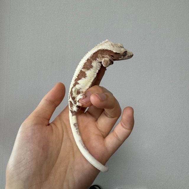 릴리화이트 100%헷아잔틱 레드 화이트