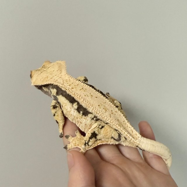 노멀 드리피 화이트스팟