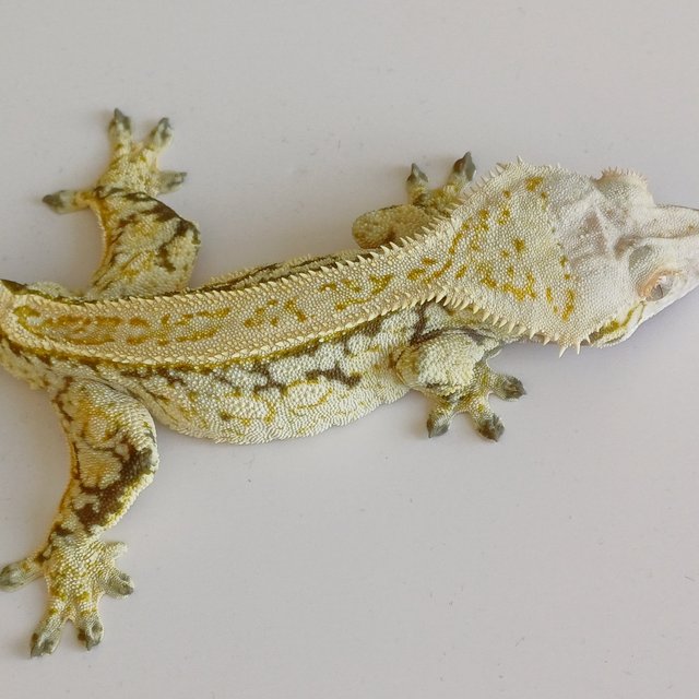 노멀 드리피 화이트스팟