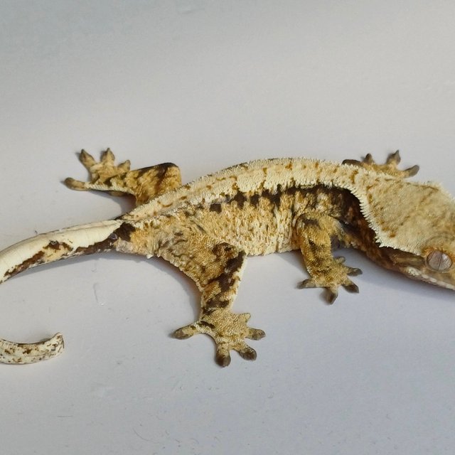 화이트스팟 화이트포트홀 트라이 익스트림할리퀸