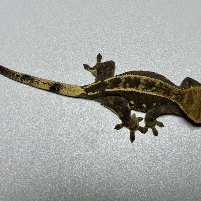 노멀