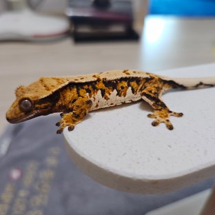 노멀 익스트림할리퀸