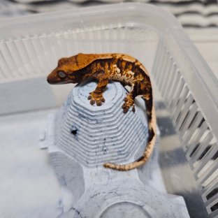 익스트림할리퀸 할리퀸 화이트스팟 노멀