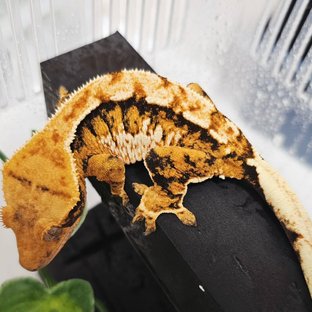 땅콩