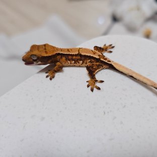 트라이 할리퀸 익스트림할리퀸