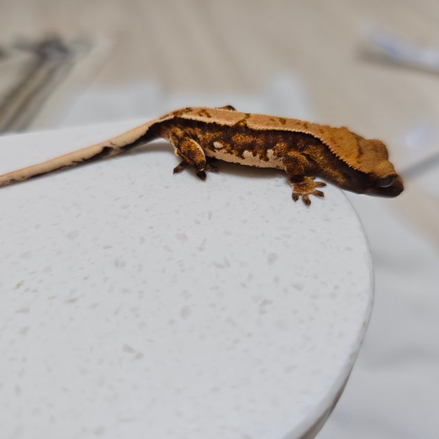 트라이 할리퀸 익스트림할리퀸