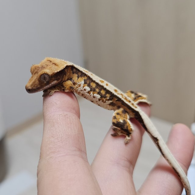 풀핀 화이트스팟 할리퀸 익스트림할리퀸 화이트핀 트라이