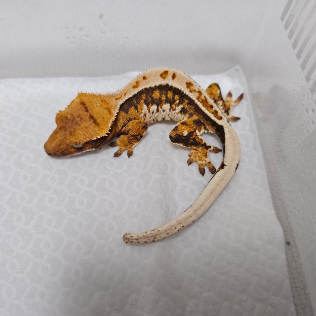 풀핀 화이트스팟 할리퀸 익스트림할리퀸 화이트핀 트라이