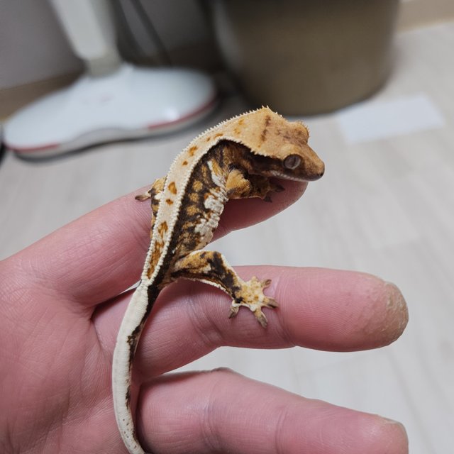 풀핀 화이트스팟 할리퀸 익스트림할리퀸 화이트핀 트라이