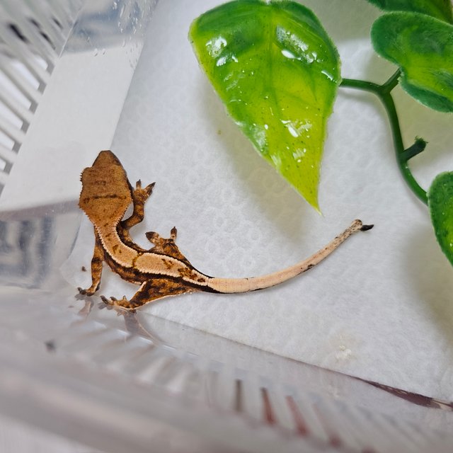 트라이 할리퀸 익스트림할리퀸