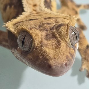 빵떡
