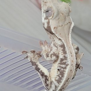 릴리화이트 트라이 화이트핀 화이트