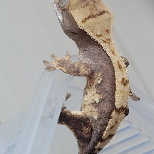 노멀 쿼드 화이트포트홀