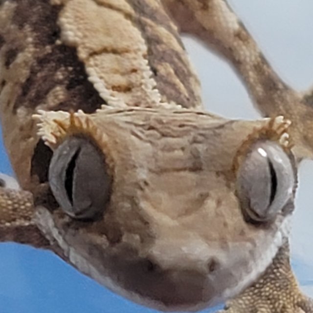 노멀 트라이 화이트포트홀