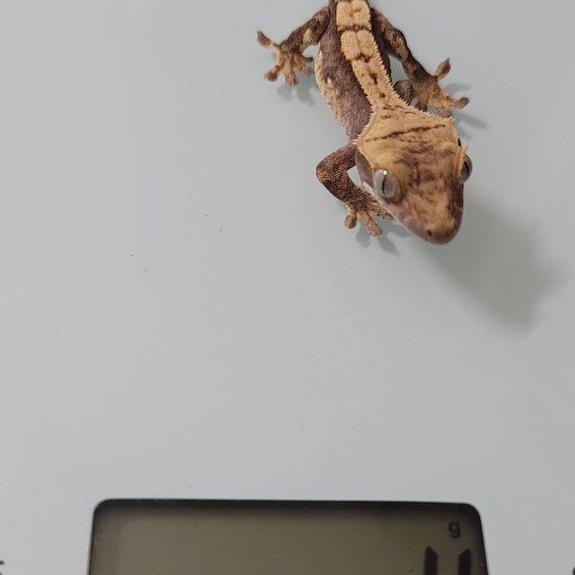 노멀 쿼드 화이트포트홀