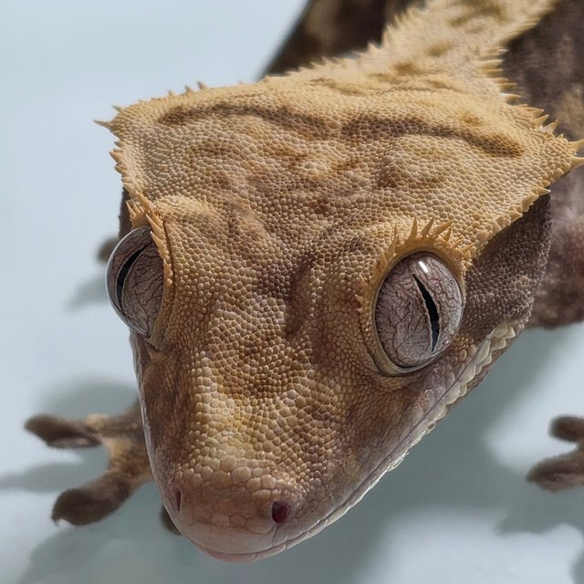 노멀 트라이 쿼드