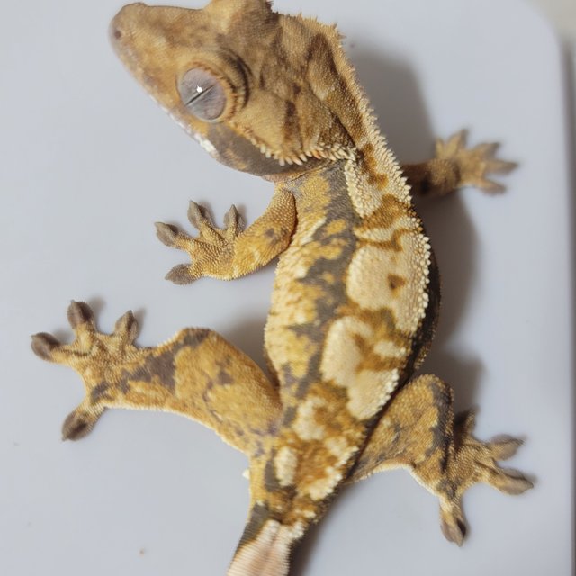 노멀 트라이 화이트포트홀