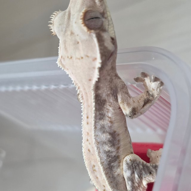 릴리화이트 트라이 화이트핀 화이트