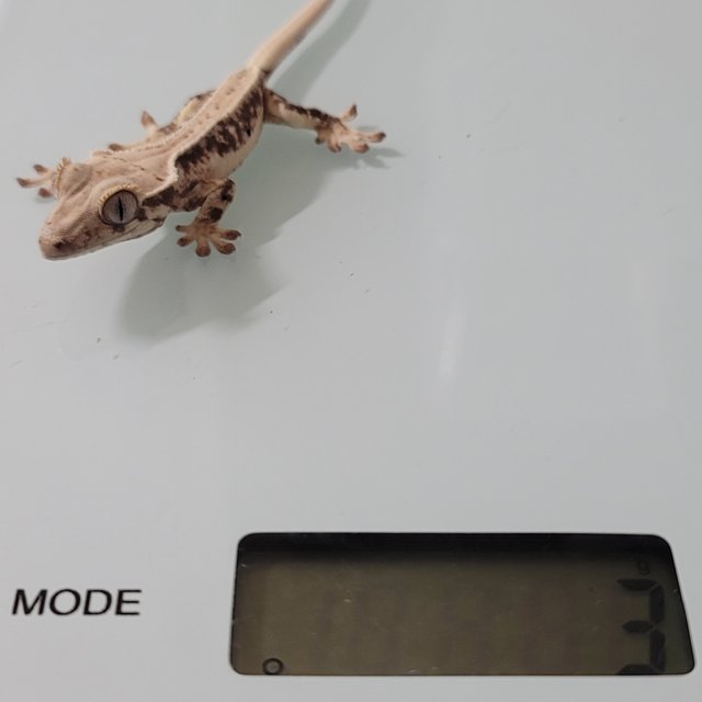 릴리화이트 트라이 화이트핀 화이트