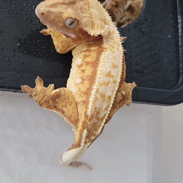 노멀 트라이 레드