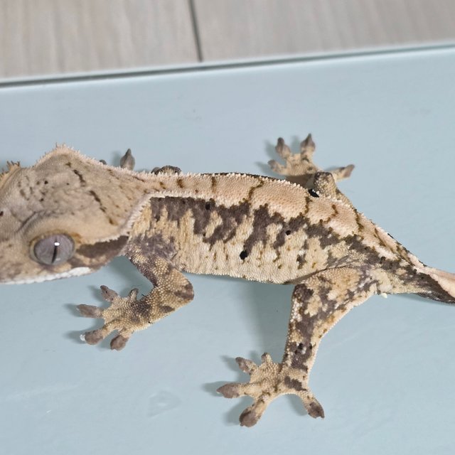 노멀 화이트스팟 익스트림할리퀸