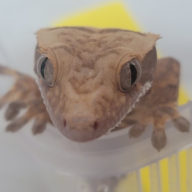 노멀 트라이 쿼드