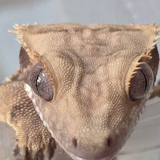 노멀 트라이 화이트포트홀