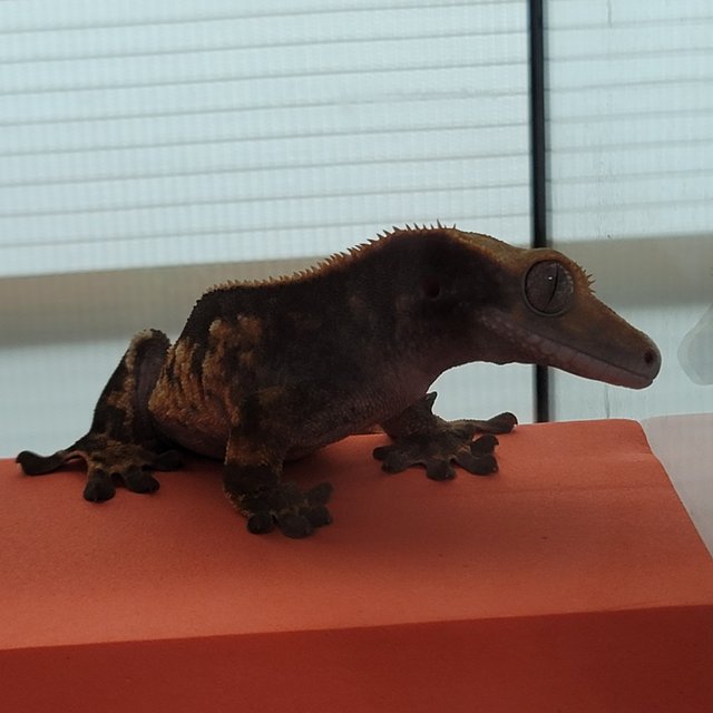 노멀 다크 핀스트라이프