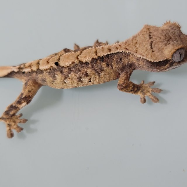 노멀 트라이 화이트포트홀