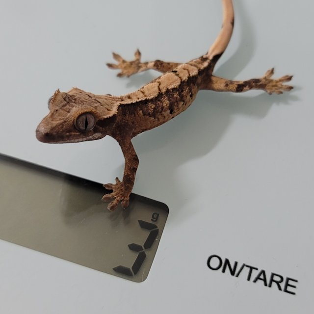 노멀 트라이 화이트포트홀