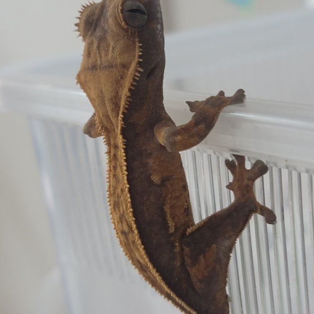 노멀 엠티백 풀핀 쿼드