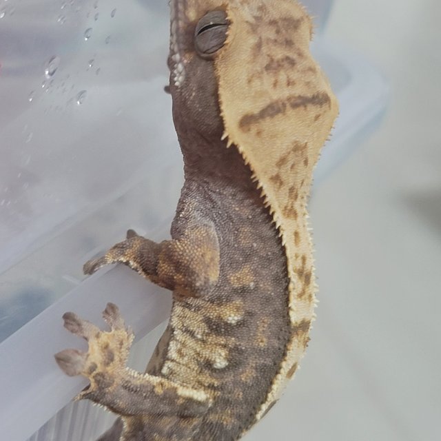 노멀 트라이 쿼드