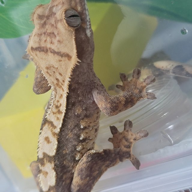 노멀 트라이 쿼드