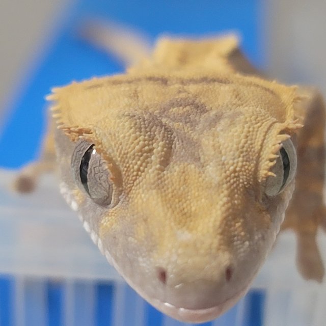 노멀 엠티백 풀핀 쿼드