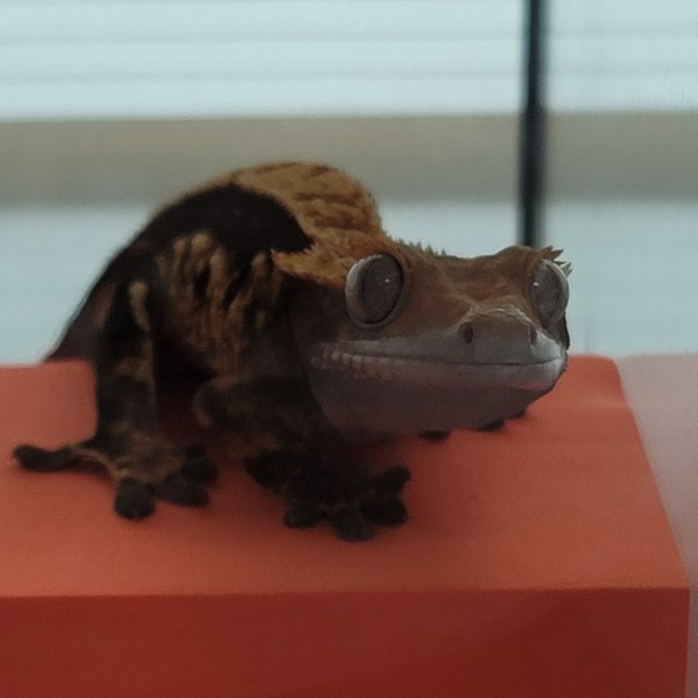 노멀 다크 핀스트라이프