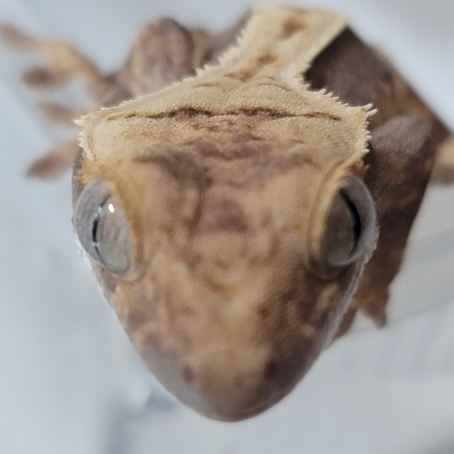 노멀 쿼드 화이트포트홀