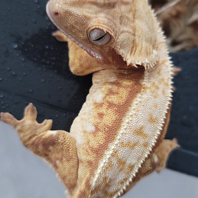 노멀 트라이 레드