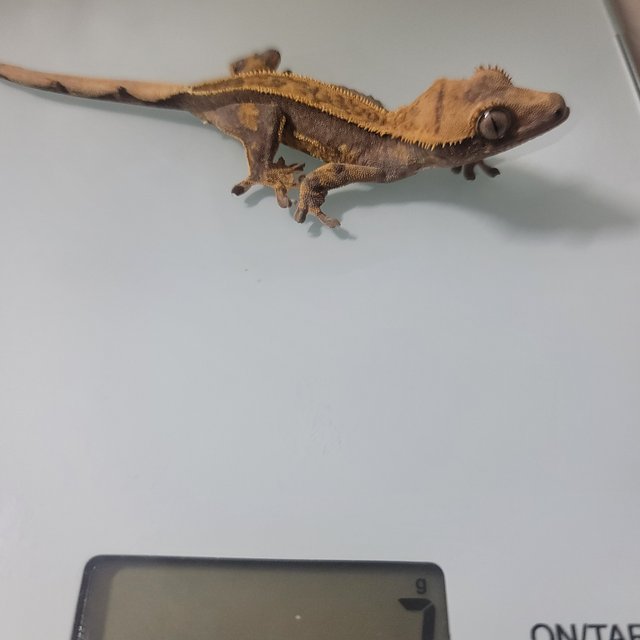 노멀 엠티백 풀핀 쿼드