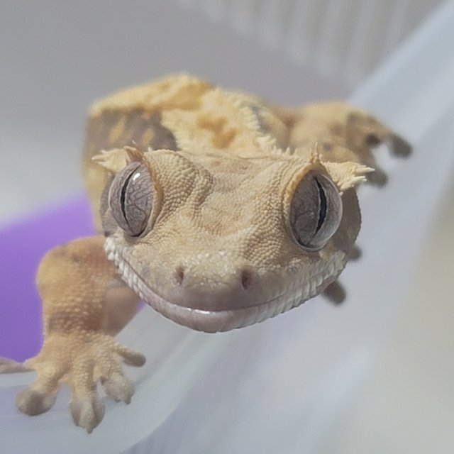 노멀 트라이 화이트포트홀