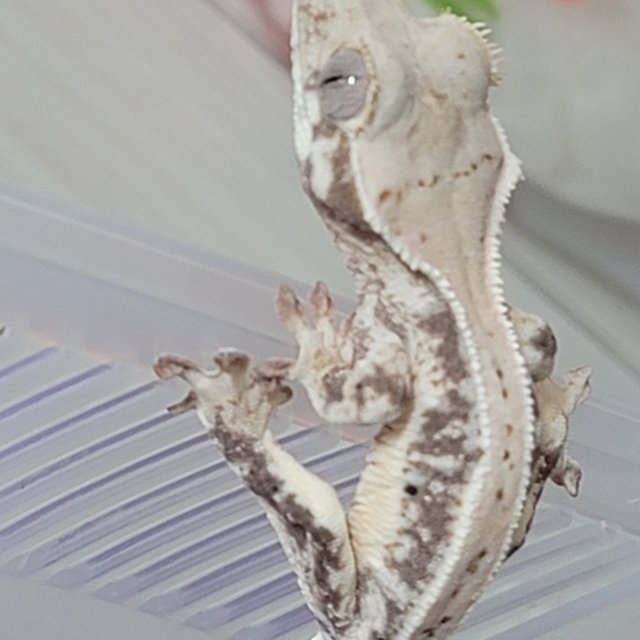 릴리화이트 트라이 화이트핀 화이트