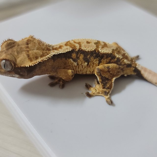 노멀 트라이 화이트포트홀