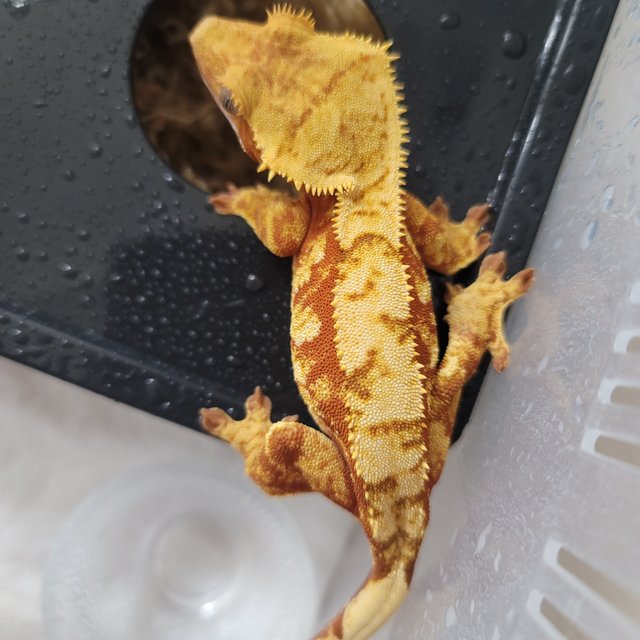 노멀 레드 익스트림할리퀸